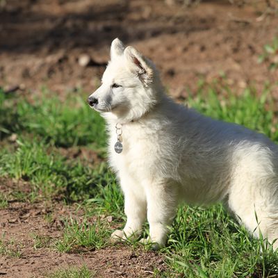 Voici des nouvelles de Genny du Mont Canta Loup