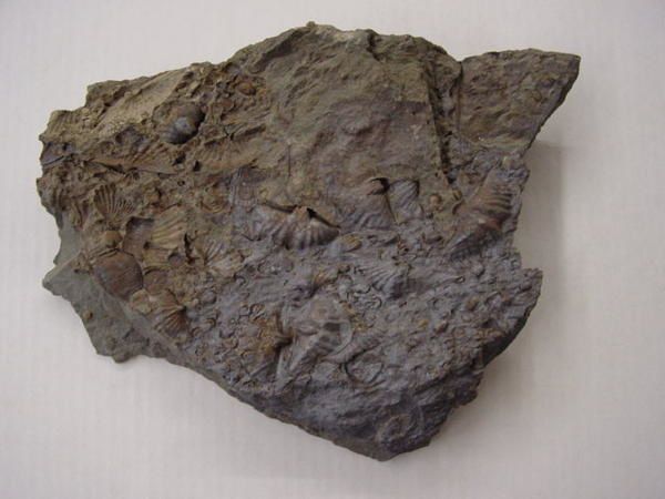 <p>
Les principaux fossiles que l'on peut découvrir dans un rayon de 30 kilomètres autour de Couvin.
</p>
<p>
Phil "Fossil"
</p>