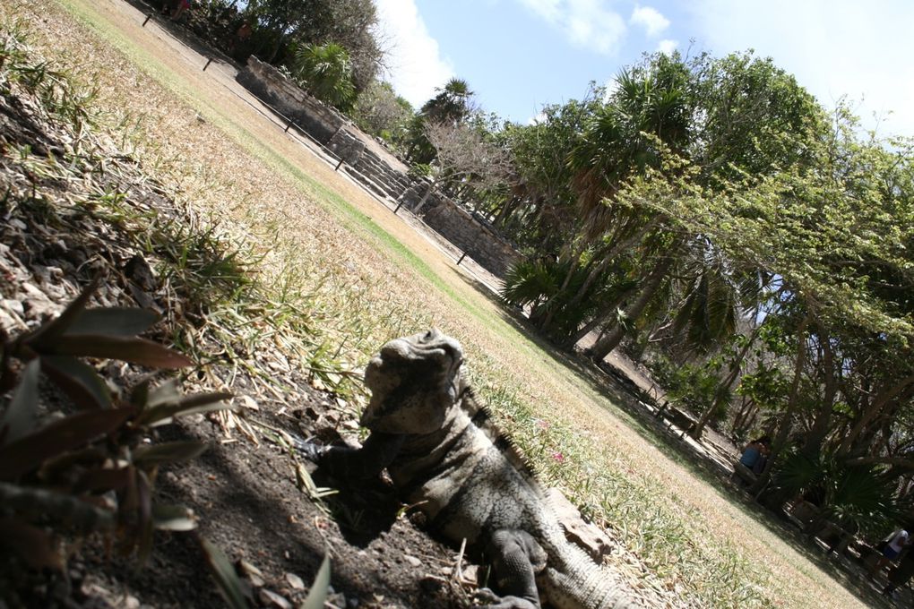 Ancienne cité maya, Tulum se situe dans la péninsule du Yucatan, au sud-est du Mexique. Dans une région appelée la Riviera Maya, les touristes aiment se prélasser sur les plages splendides qui longent la mer des Caraïbes.