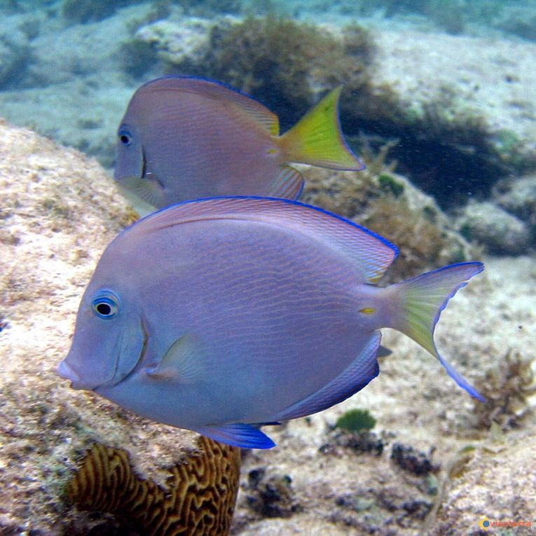 reconnaîtrez-vous le corail cerveau sur ces photos?