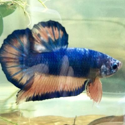 Nouveau craquage, un betta plakat GIANT !