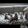 Chatons en folies - les marionnettes