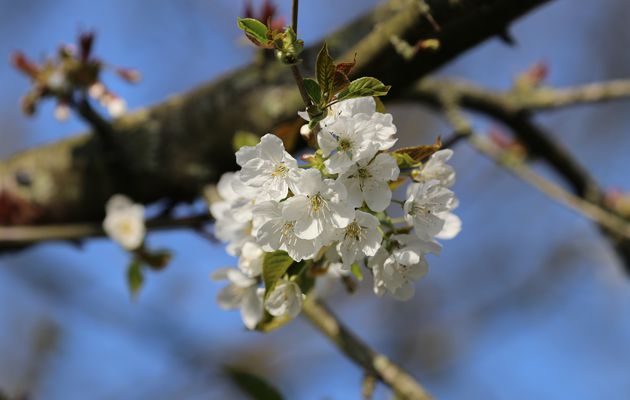 Un tour au jardin - 27 mars 2020