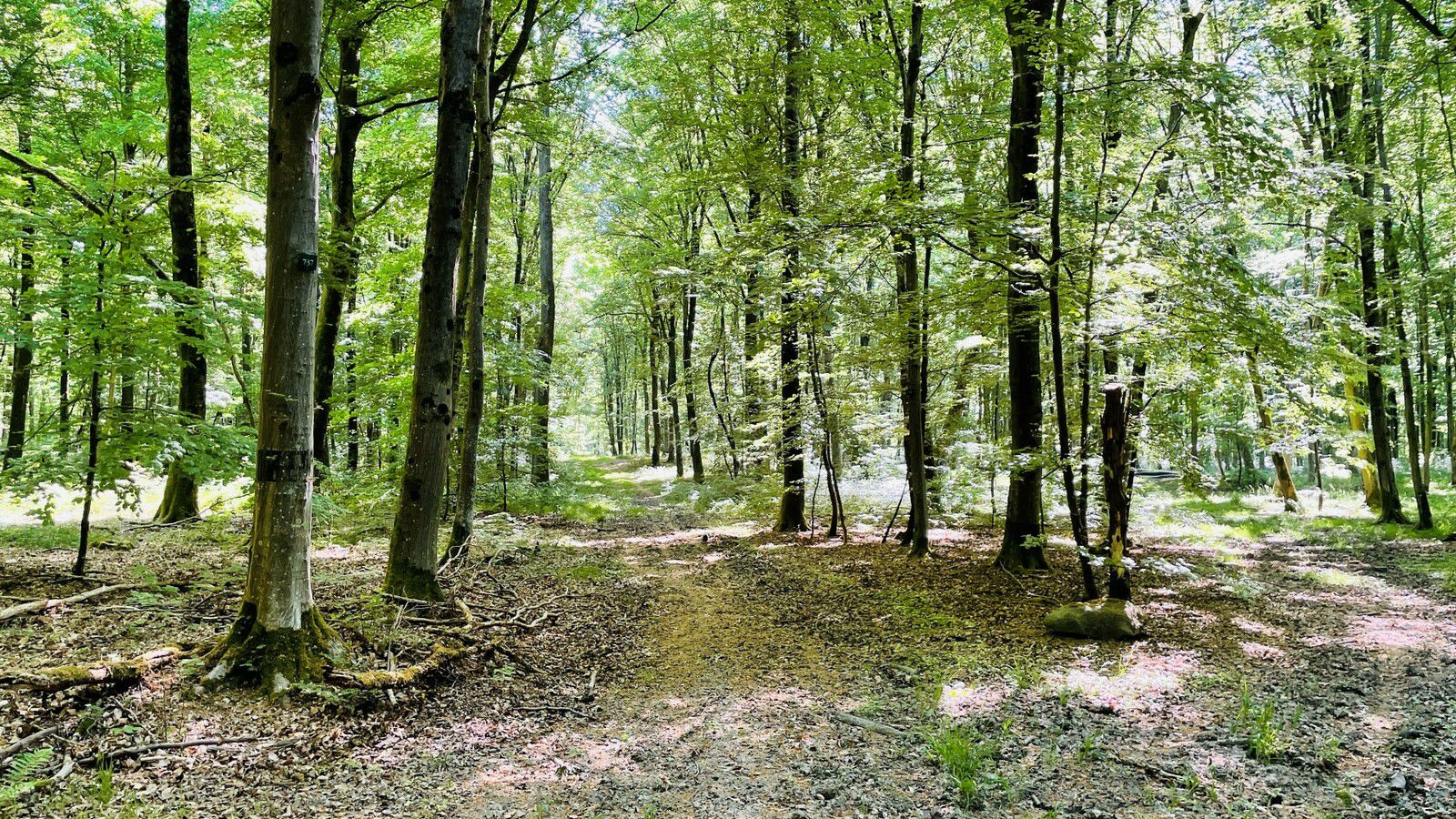 en forêt de Retz_92_05_2022_Rond d'Orléans_Chapeau des Cordeliers_la Laie des étangs