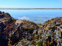 Le Passage du Gois