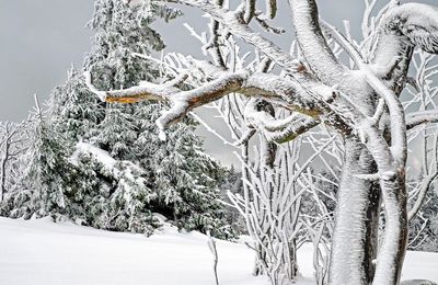 Les arbres nous enseignent