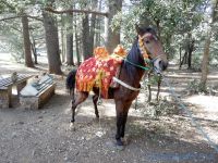 Colline des singes, Azrou (Maroc en camping-car)
