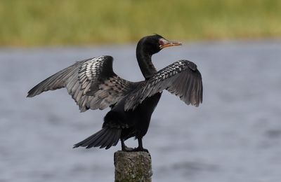 Avifaune de la lagune de Grand Bassam