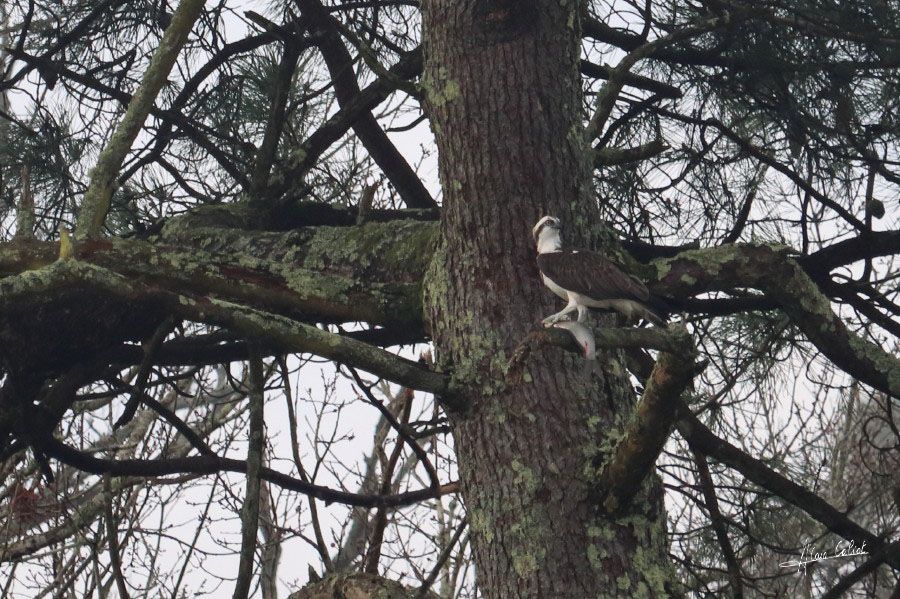 Balbuzard pécheur à Ondres et au marais d'Orx