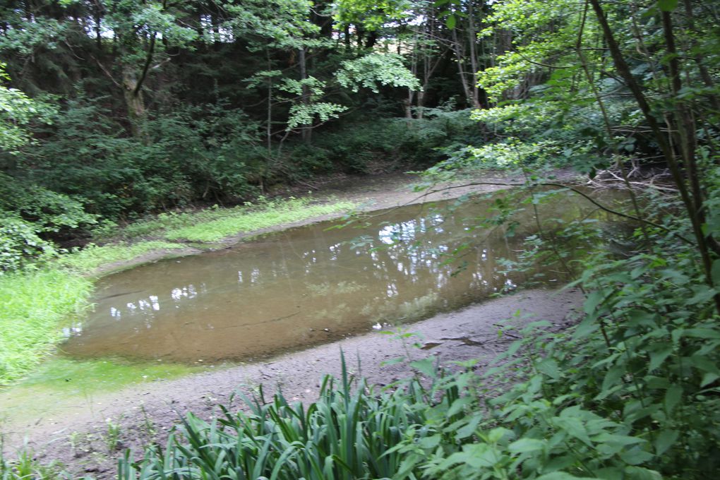 Le circuit des lavoirs de Phalsbourg 2