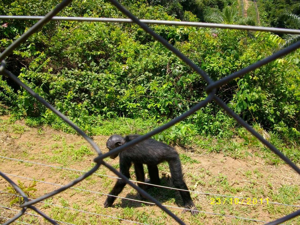 Album - bonobos