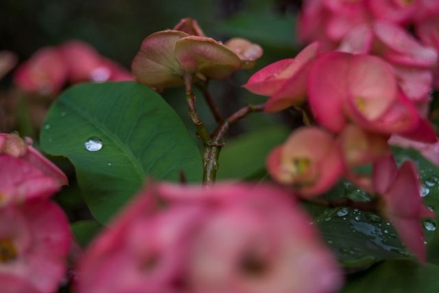 Euphorbia milii ou "Epine du Christ", bien nommée à Mooréa la religieuse. 