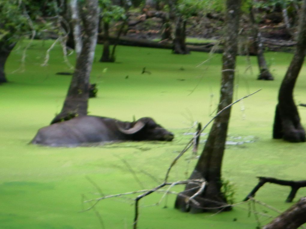 Le 6 juin, nous partons à la découverte des Everglades, plus célèbre Parc Naturel National de Floride.