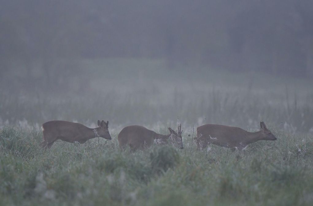 Le chevreuil européen reste très discret. Ses populations sont donc difficiles à dénombrer, d'autant qu'il est essentiellement forestier. S'il s'approche volontiers des habitations proches des lisières tôt le matin ou la nuit, il fuit le contact de l'homme et est gêné par des dérangements répétitifs. Il est grégaire et peut former des groupes de plus de dix individus en milieu ouvert en hiver. La cellule sociale de base du chevreuil est matriarcale, associant une chevrette et sa progéniture de l’année.