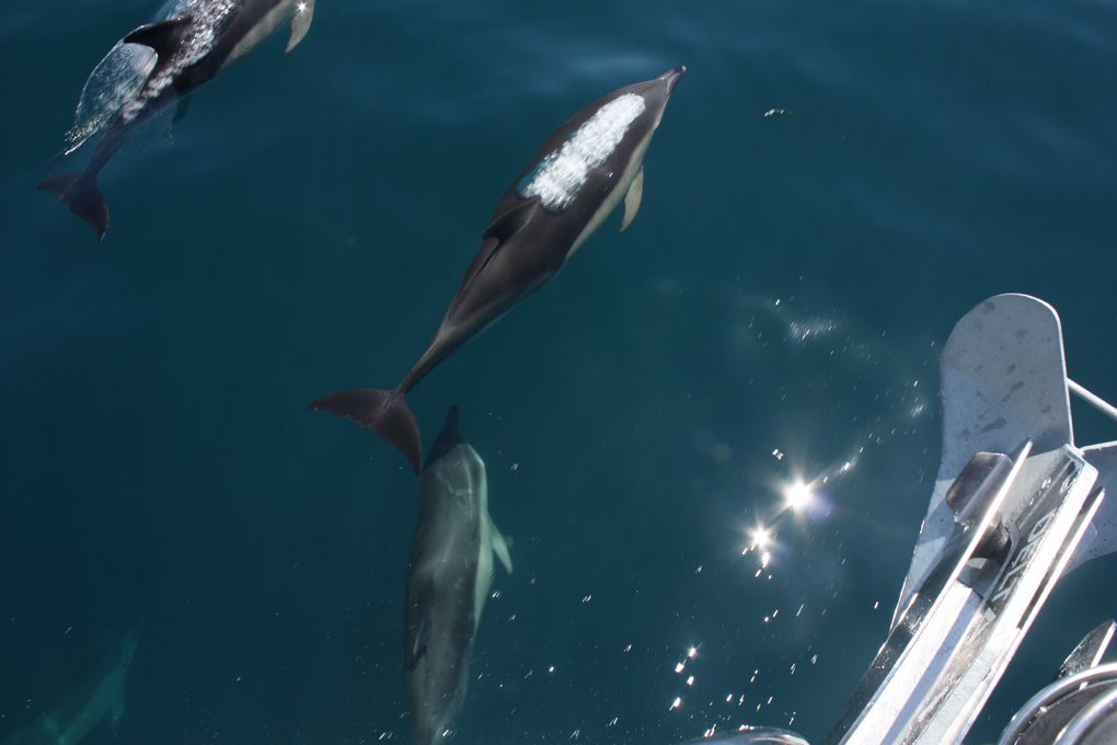 Album - des-dauphins-aux-sables