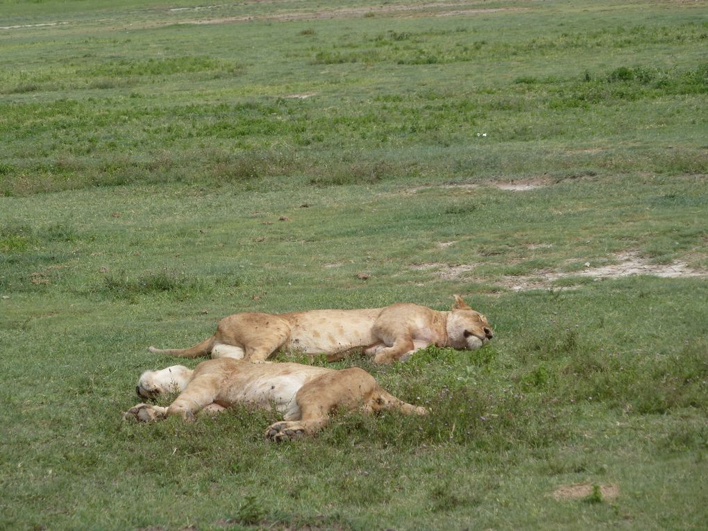 Tanzanie - Cratère de Ngorongoro. 2/2. 