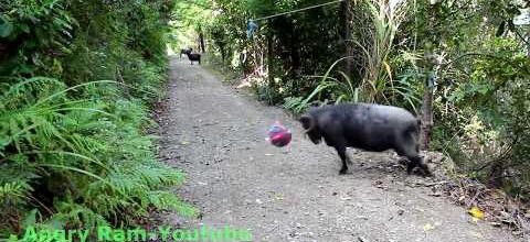 Oublier un ballon lesté en forêt