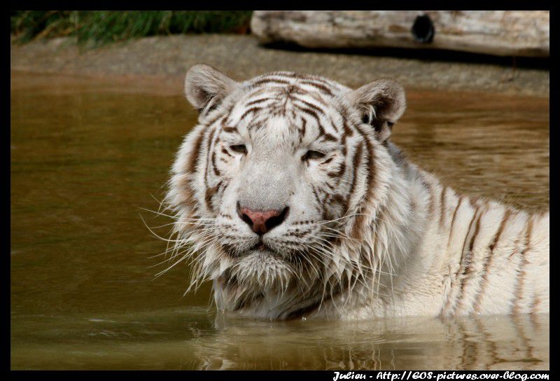 Photos du parc zoologique d'Amnéville prises durant l'année 2009.