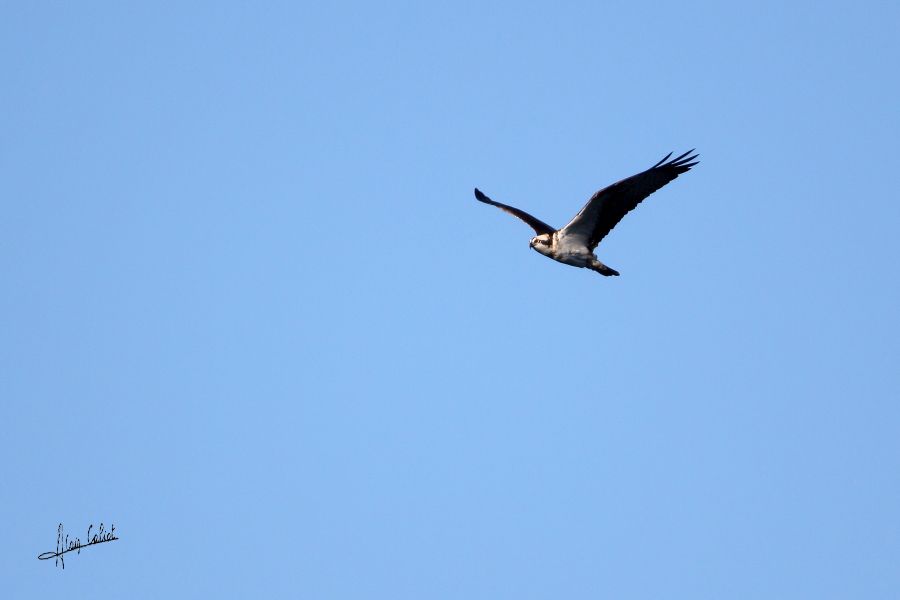 Balbuzard pécheur à Ondres et au marais d'Orx