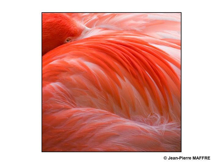 Que de plumes ! Moulin rouge, Folies Bergères, Lido ? Raté : Flamants roses tout simplement.