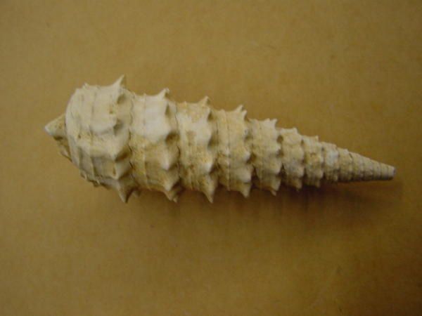 <p> </p>
<p>Ah, les gastropodes (ou gastéropodes) ! Superbes de par leur forme en spirale, ils sont très appréciés non seulement des amateurs paléontologues mais aussi des amateurs de coquillages actuels.</p>
<p>Découverts sur quasiment tous les sites à fossiles depuis le Paléozoïque inférieur, ils se présentent sous une infinité de variétés !</p>
<p>Ici présentés un petit florilège de pièces extraites de ma collection privée !</p>
<p>Bon amusement.</p>
<p>Phil "Fossil"</p>
<p> </p>