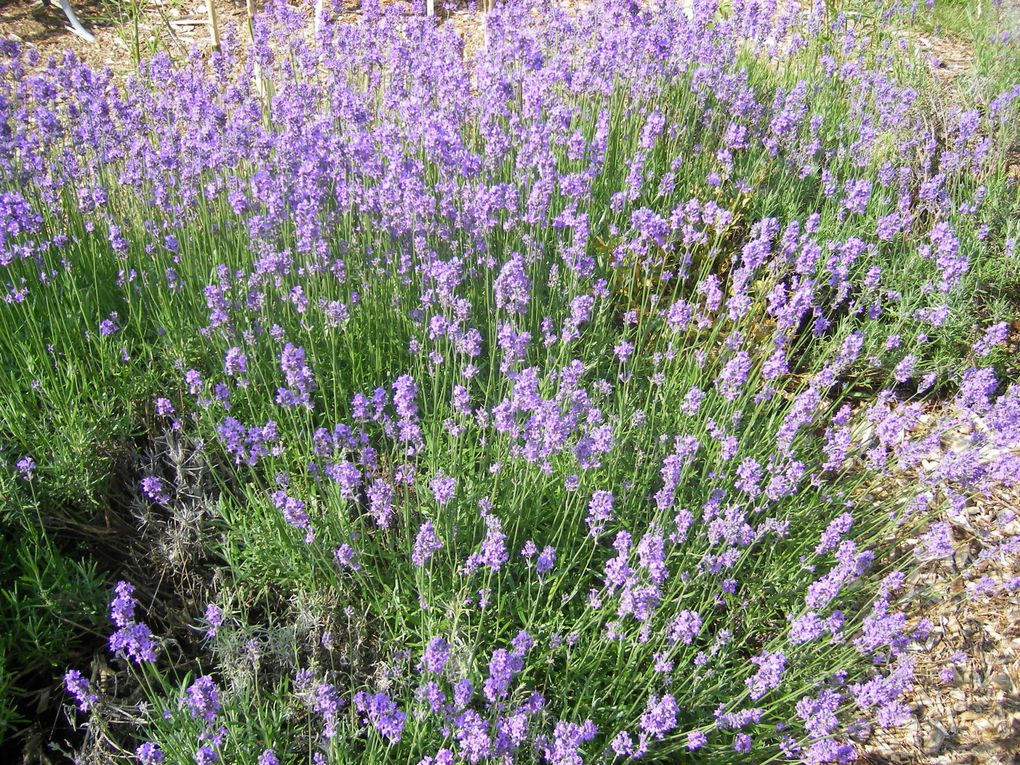 fleurs de jardin d'ici et d'ailleurs