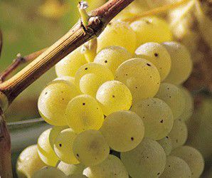 #White Blend Wine Producers Ohio Vineyards