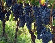 #Charbono Producers Southern California Vineyards