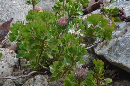 Roscoff 1: Jardin Exotique et Botanique (29)