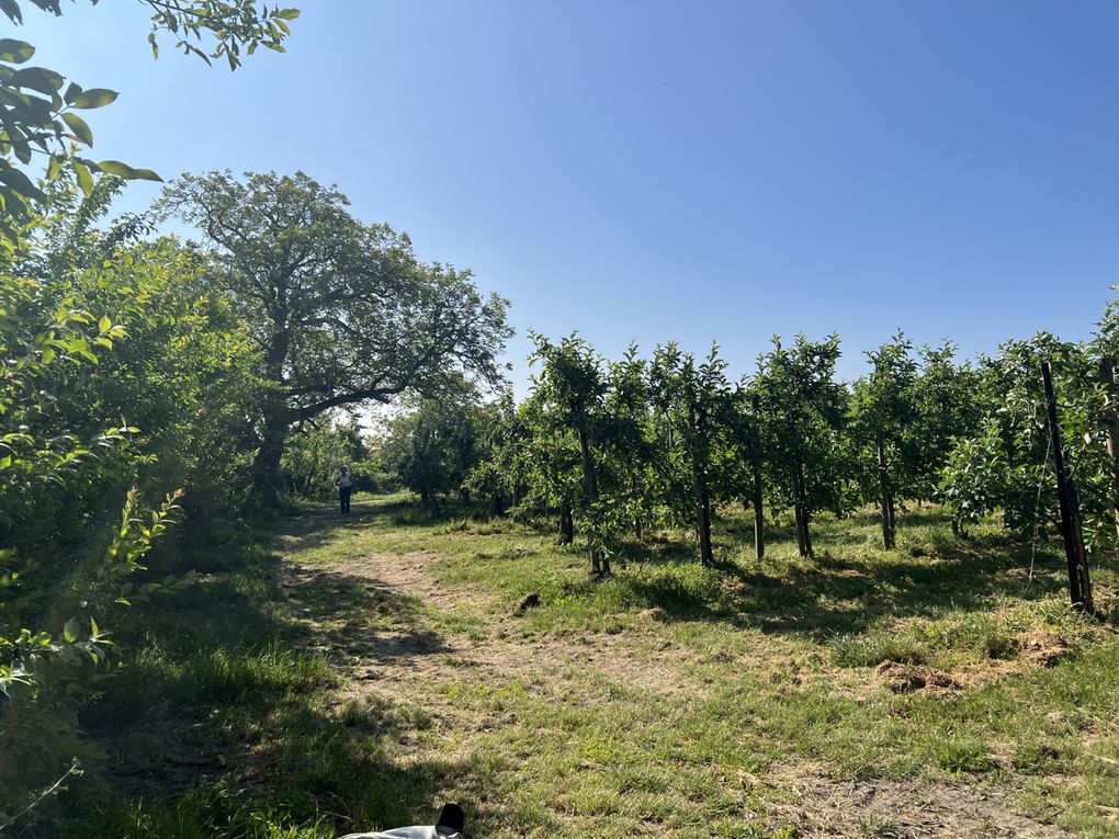 Randonnée de Sarcelles à Saint-Leu-la-Forêt - 16,3 km