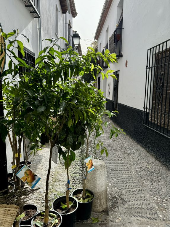 SPM24 Tour in Granada: Albaycin the Old Arab district 