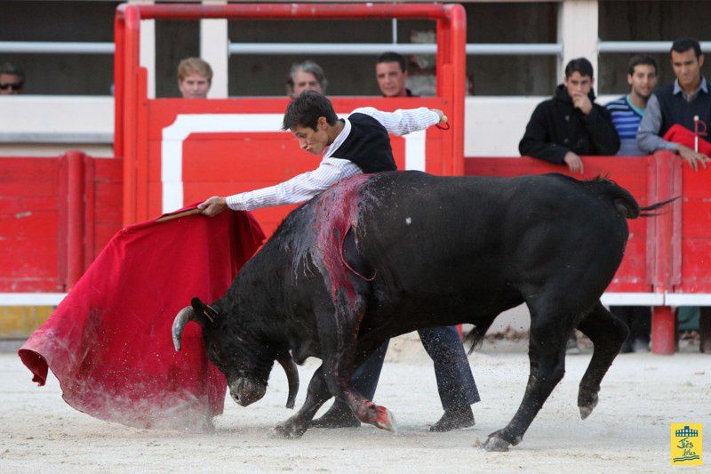 St-Martin-de-Crau Samedi 8 octobre 1011 Journée du Revivre de la Feria de la Crau Tienta de macho et de vacas et Lidia de 4 toros Ganaderias : Giraud-Malaga-Yonnet