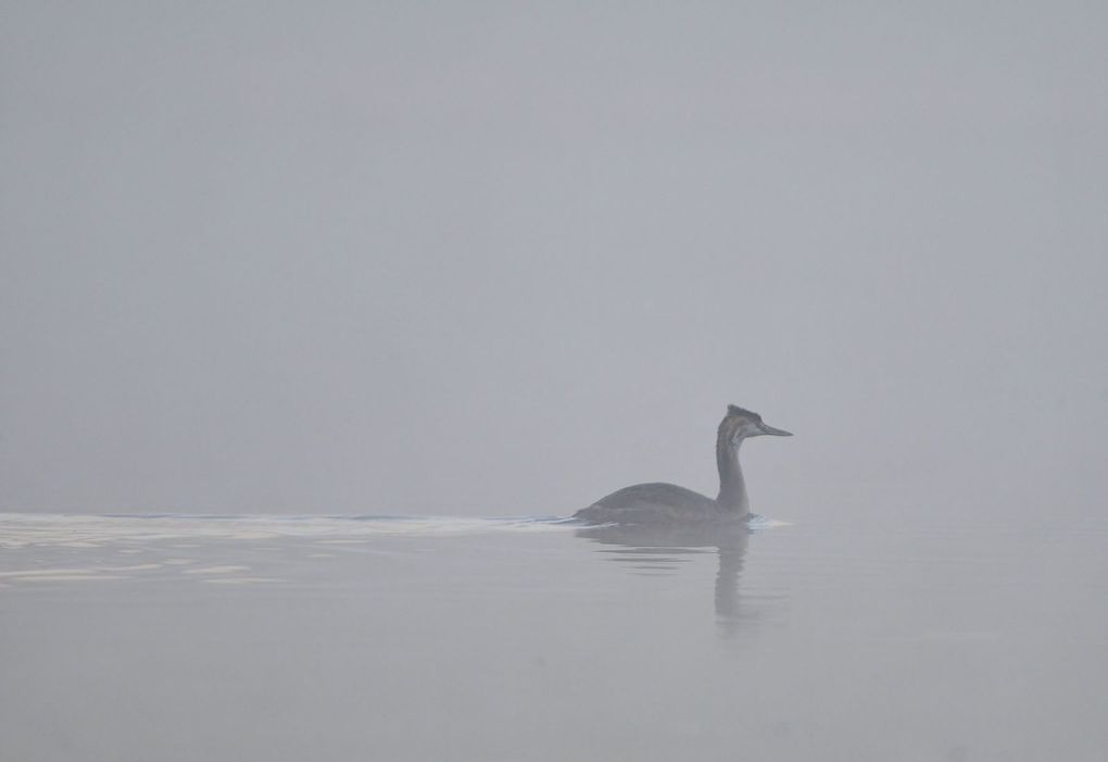 Grande aigrette, grèbe huppé (juvénile), cygnes tuberculés, canard colvert, grèbes huppés, foulque macroule, ragondins, grands cormorans.