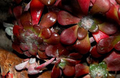 Sedum spathulifolium purpureum, orpin fettilenne
