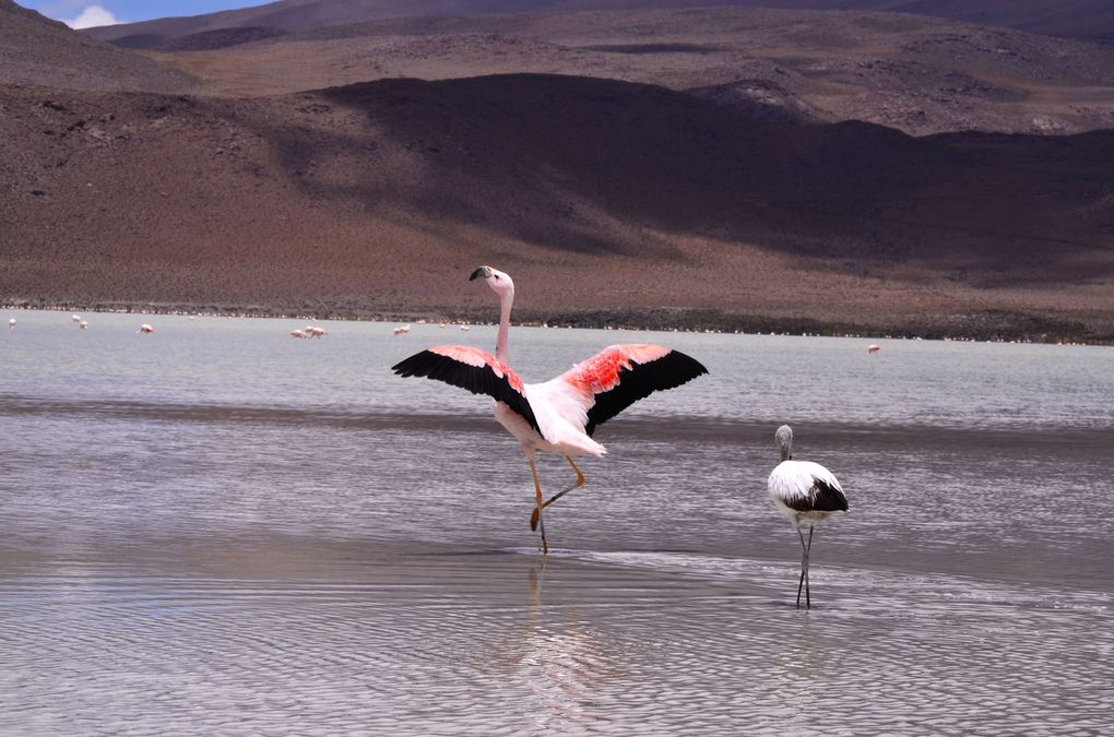 Un séjour de 20 jours au travers des paysages andins de Bolivie et du Pérou