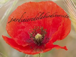 jardinieredelabiodiversite.overblog.com