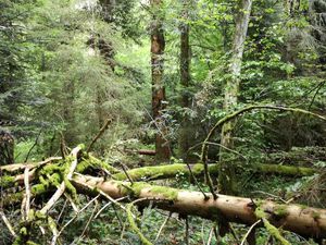 Anniversaire de Niobé en forêt