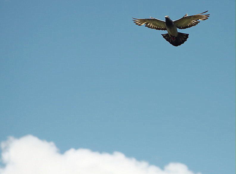 Ce que dit Franck:
Voici l'arrivée de mes pigeons de falaise du 150712 
Je n ai pas fait de bons résultats cette saison mais ces quelques photos sont un plaisir de colombophile quelque soit le résultat