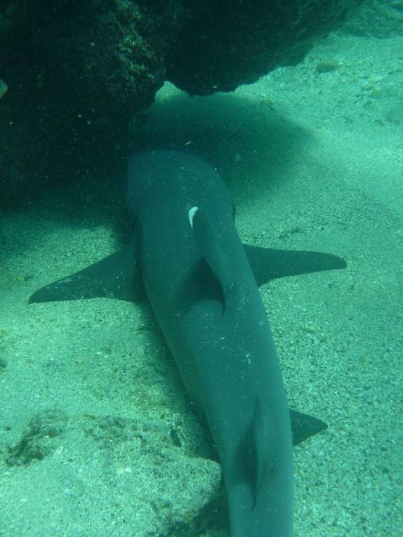 Album de mon deuxième voyage aux îles Galapagos, avec mes parents