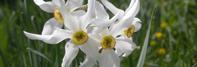 Narcisses... avec vue!