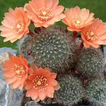 Images du monde : Cactus en fleurs