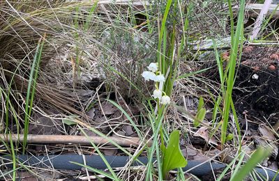 Premier mai, jour de muguet ?