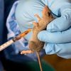 On Lassa Fever, Professionalism is required by Salaam Rasak O.