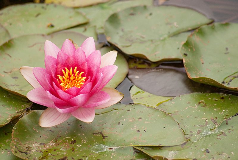 Différente plante seront présentées ici . Ainsi que toutes la flore qui nous entoure