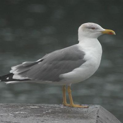 mouette