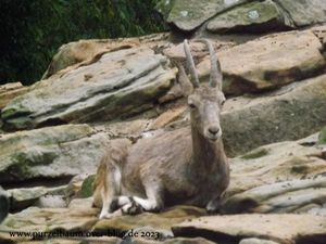 Alpenmurmeltier, Uhu, Steinbock