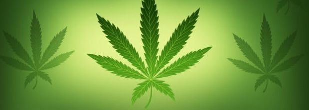 Sobre la legalización de la marihuana en Uruguay