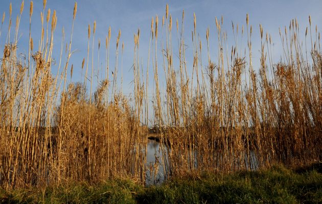 Le canalet de Roque Haute (Redif.)