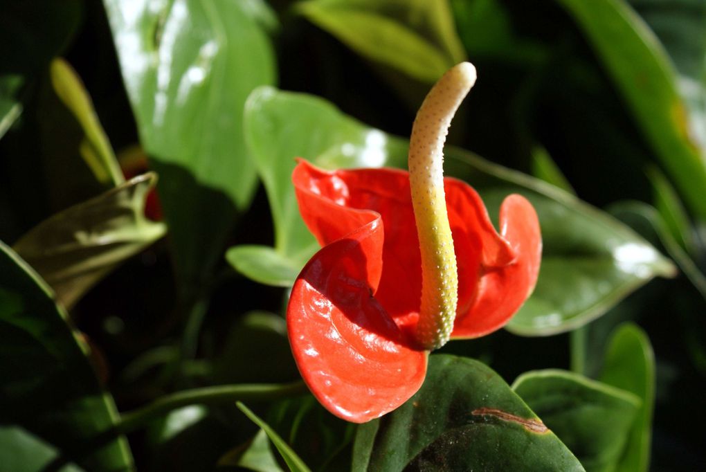 Photos diverses de fleurs et plantes de mon jardin, pour la plupart... en toutes saisons.