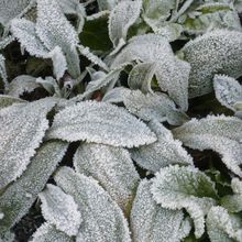 Quelques beautés de l'hiver :  toiles d'araignée et feuillages gelés